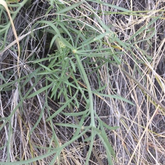 Lomatium nevadense