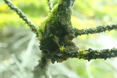 Collema subflaccidum