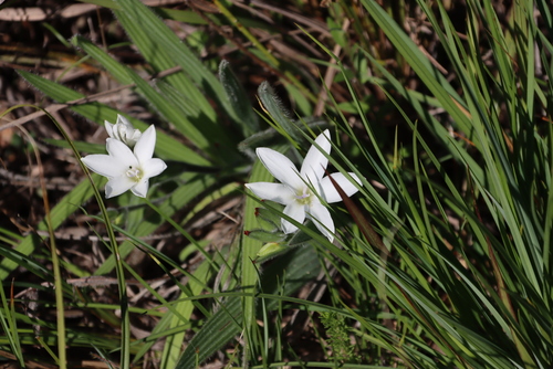Autumn Bobbejaantjie (Babiana villosula)