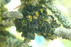 Collema subflaccidum