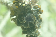 Collema subflaccidum