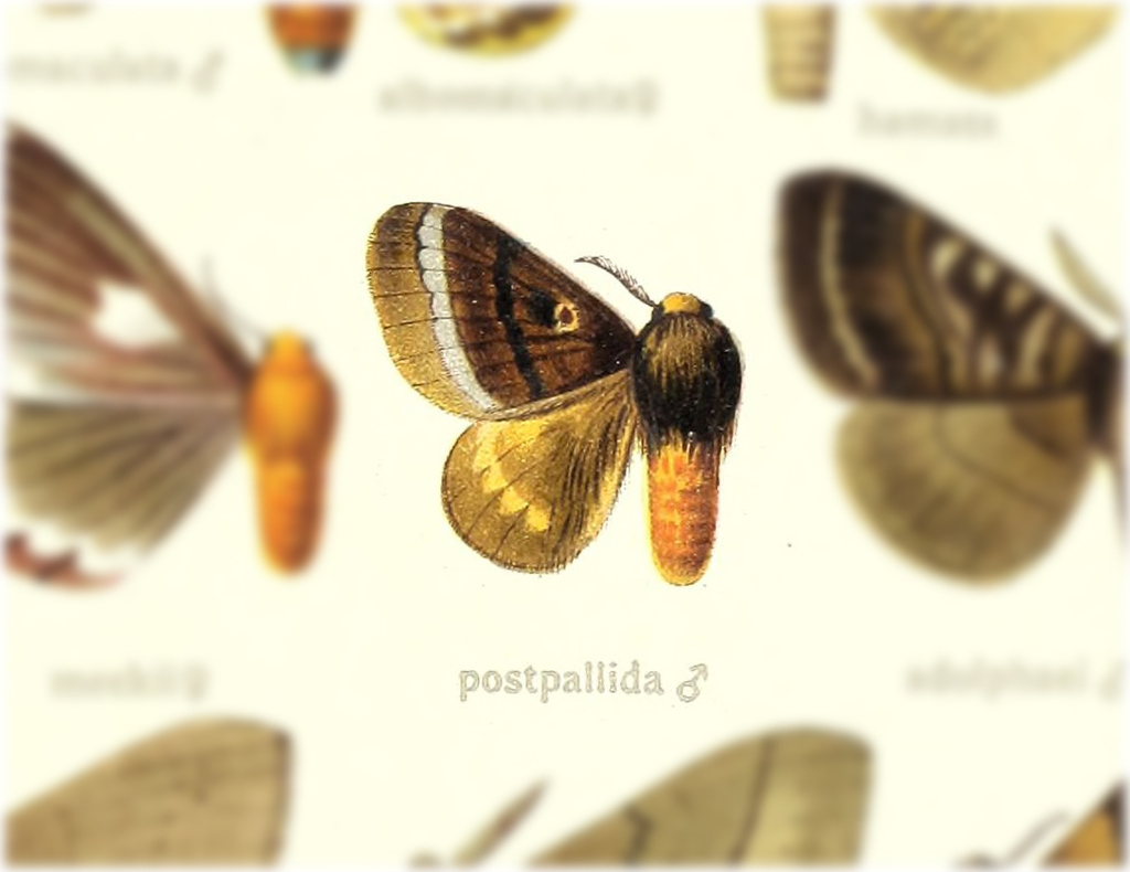 Paracydas postpallida