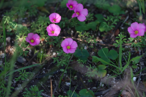 Carpet Sorrel (Oxalis glabra)