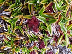 Drosera uniflora