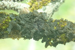 Collema subflaccidum