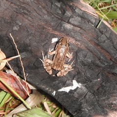 Leptodactylus fragilis