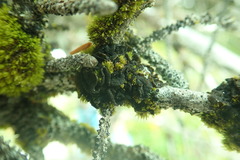 Collema subflaccidum