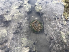 Anthopleura fuscoviridis