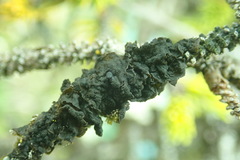 Collema subflaccidum