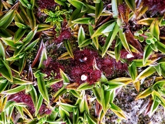 Drosera uniflora