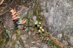 Castilleja ortegae