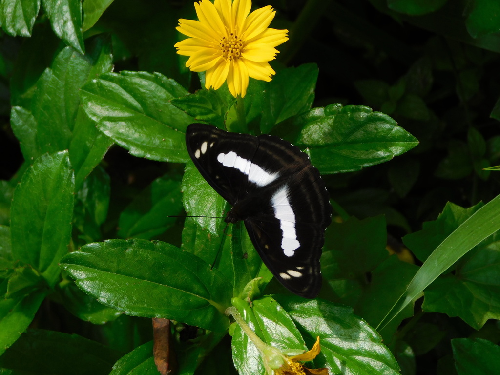 Parathyma selenophora (Parathyma selenophora)