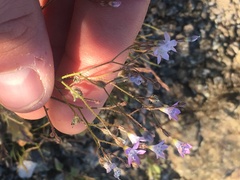 Gilia scopulorum