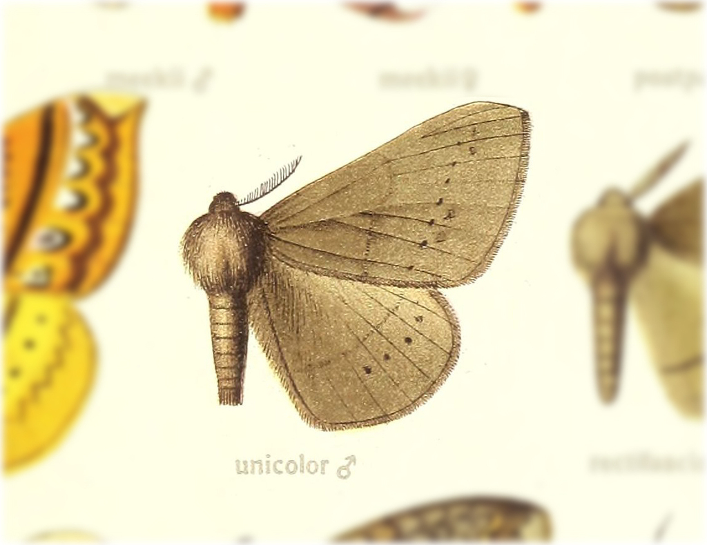 Eupterote unicolor