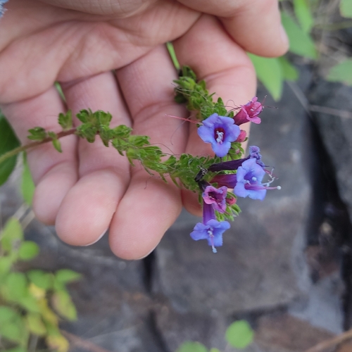 Echium stenosiphon