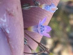 Gilia scopulorum