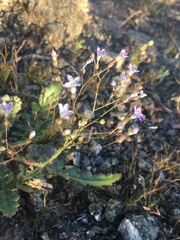 Gilia scopulorum