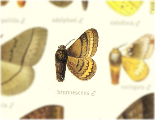 Cotana brunnescens