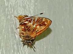 Sarota chrysus