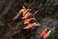 Castilleja ortegae