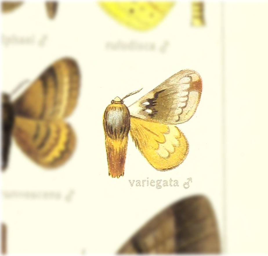 Cotana variegata