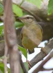 Sylvietta rufescens pallida