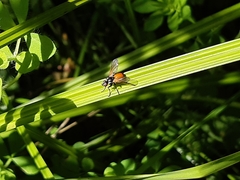 Huttonobesseria verecunda