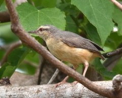Sylvietta rufescens pallida
