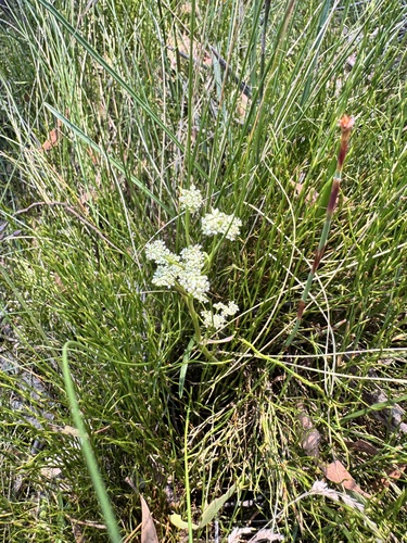Aciphylla simplicifolia observed 2026-01-12