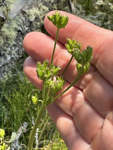 Aciphylla simplicifolia observed 2026-01-12