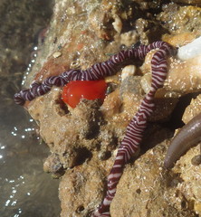 Baseodiscus mexicanus