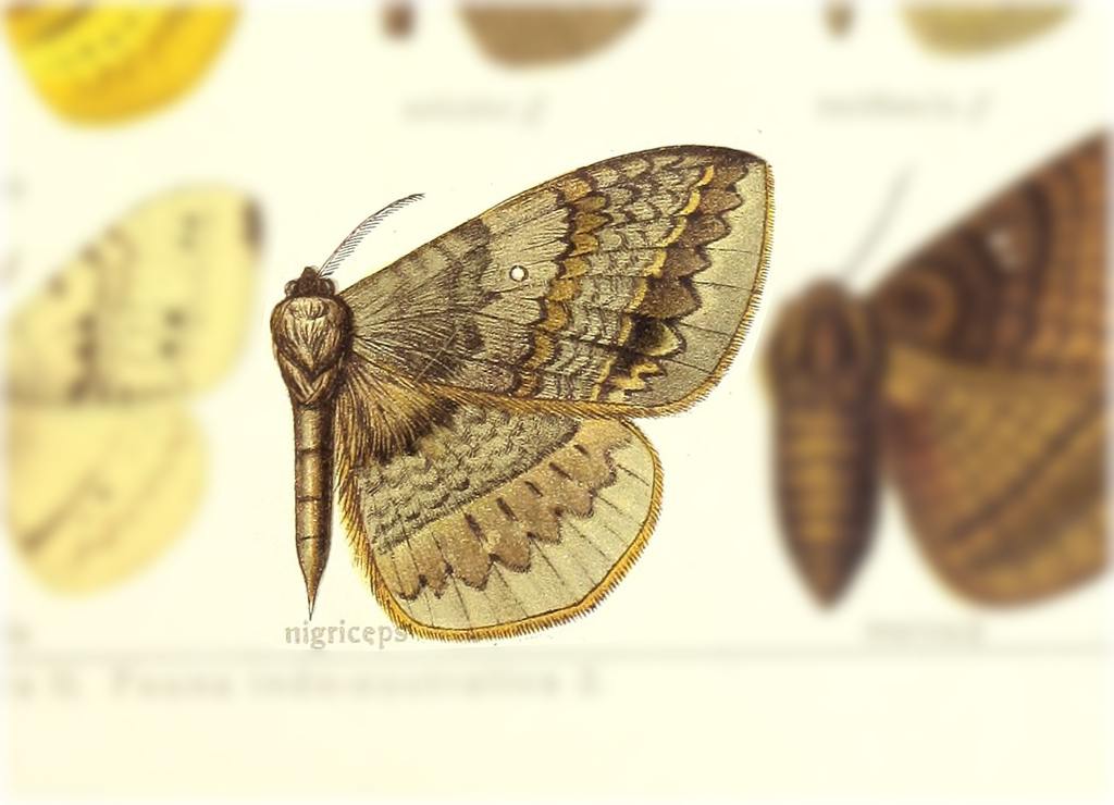 Patulognatha nigriceps