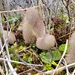 Cladonia pycnoclada - Photo (c) Roy Mackenzie, some rights reserved (CC BY-NC), uploaded by Roy Mackenzie