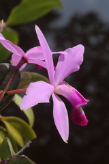 Cattleya violacea