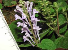 Scutellaria indica