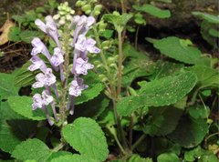 Scutellaria indica