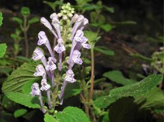 Scutellaria indica