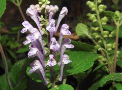 Scutellaria indica