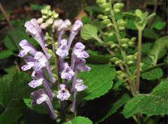 Scutellaria indica