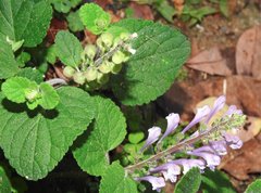 Scutellaria indica
