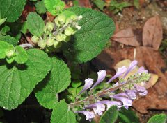 Scutellaria indica
