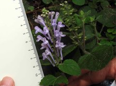 Scutellaria indica