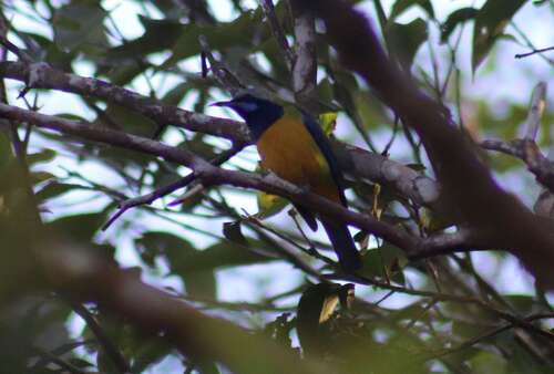 Orange-bellied Leafbird (Chloropsis hardwickii), photo 9