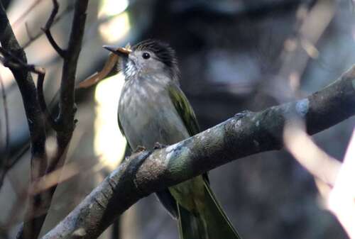 Mountain Bulbul (Ixos mcclellandii), photo 6