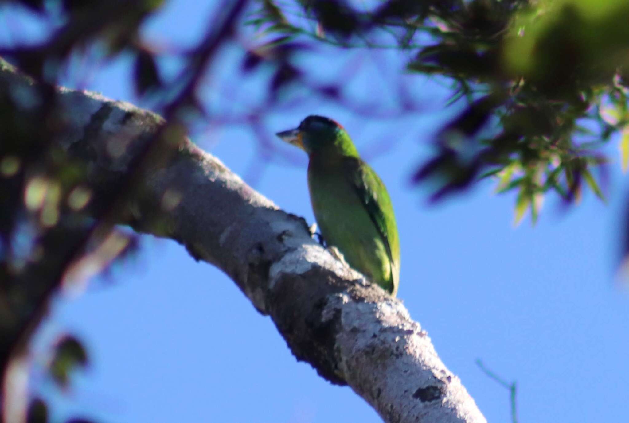 Chinese Barbet (Psilopogon faber), photo 1