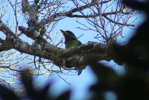 Chinese Barbet (Psilopogon faber), photo 2