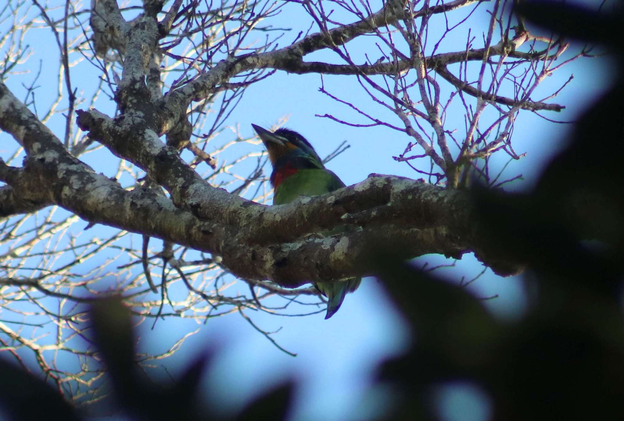 Chinese Barbet (Psilopogon faber), photo 2