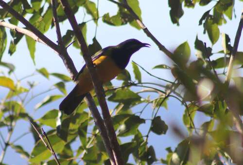 Orange-bellied Leafbird (Chloropsis hardwickii), photo 4