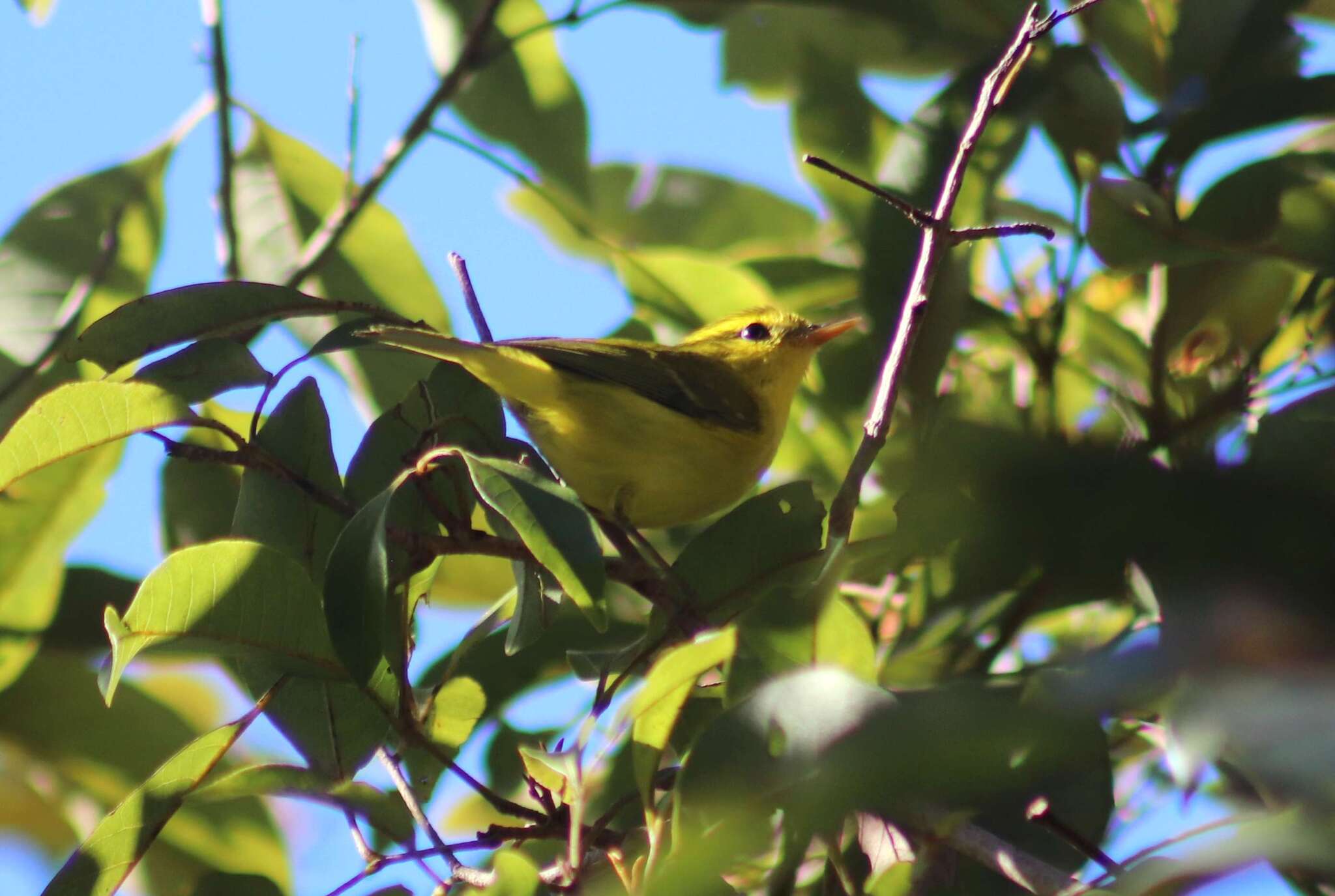 Hainan Leaf Warbler (Phylloscopus hainanus), photo 2