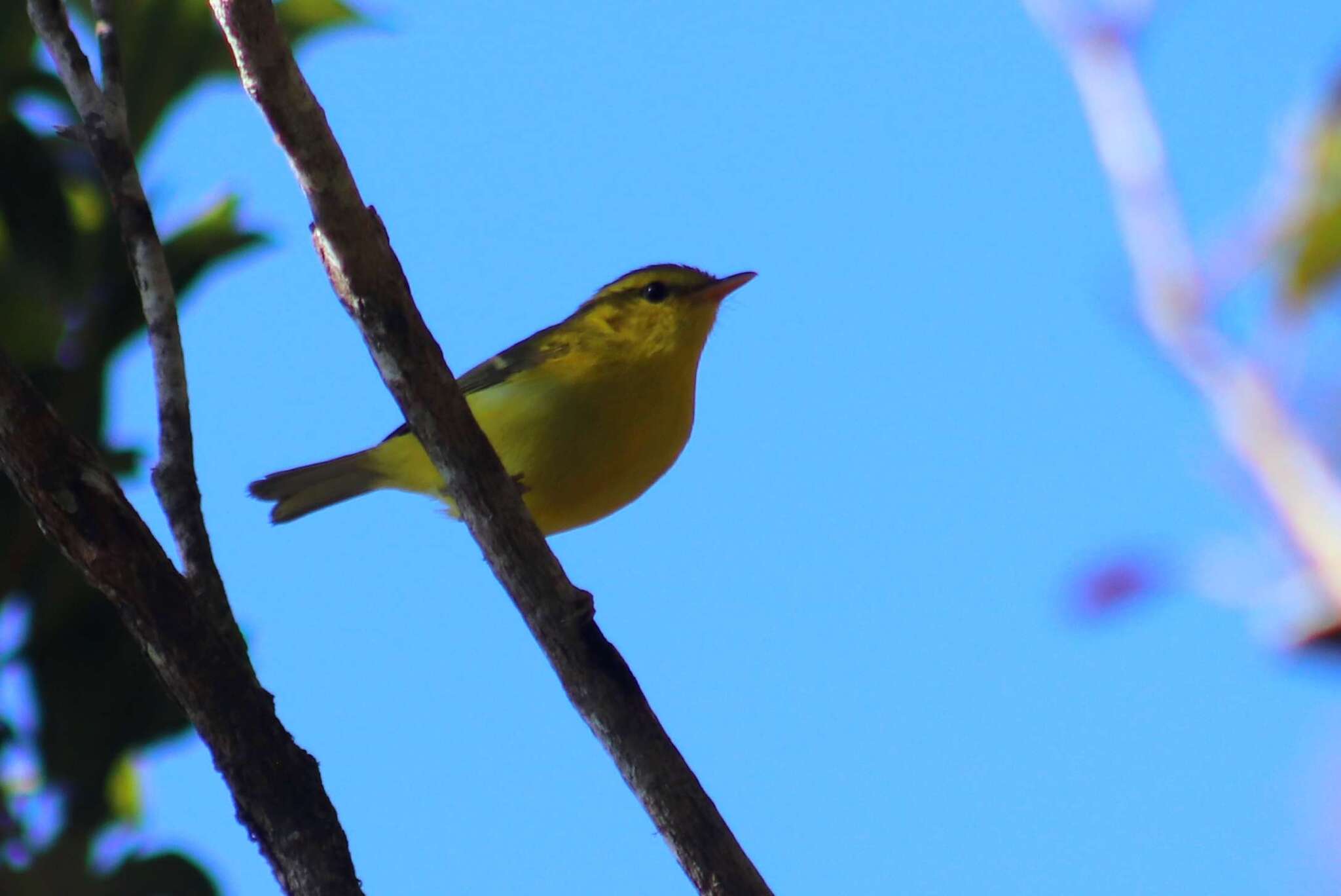 Hainan Leaf Warbler (Phylloscopus hainanus), photo 3